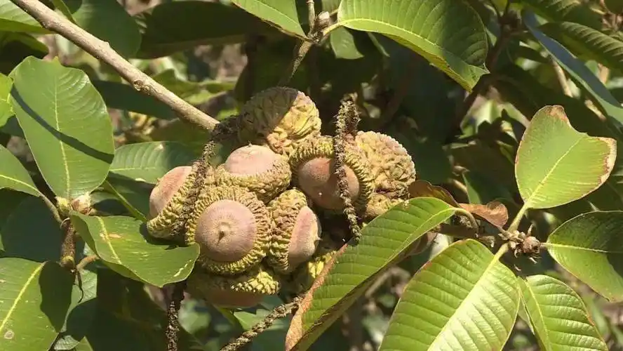 如今卖到几十元一斤……_植物_民间_主治