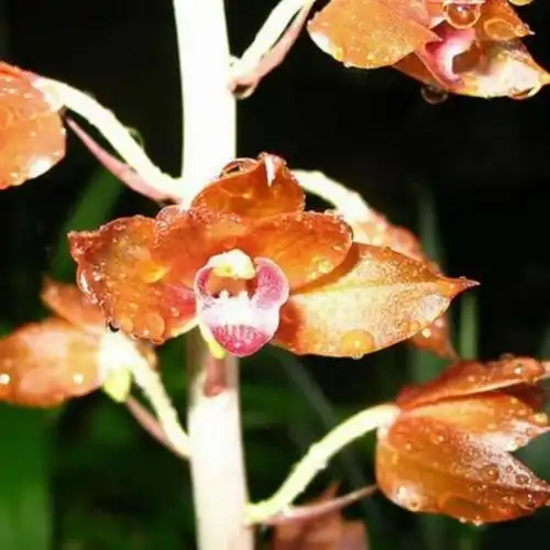 无叶兰花 无叶美冠兰 稀有兰花 珍品兰花--爱鉴花 智能清新生活