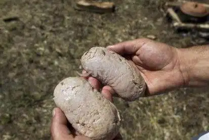 马睾丸图片_睾丸是什么样子图片_马睾丸图片大全