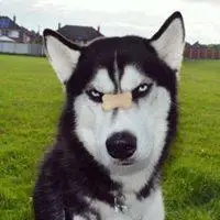 哈士奇情侣狗狗头像