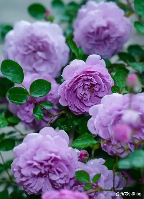 又叫夏洛特女郎,花朵有着股苹果和丁香混合的香气,清新淡雅而不浓郁