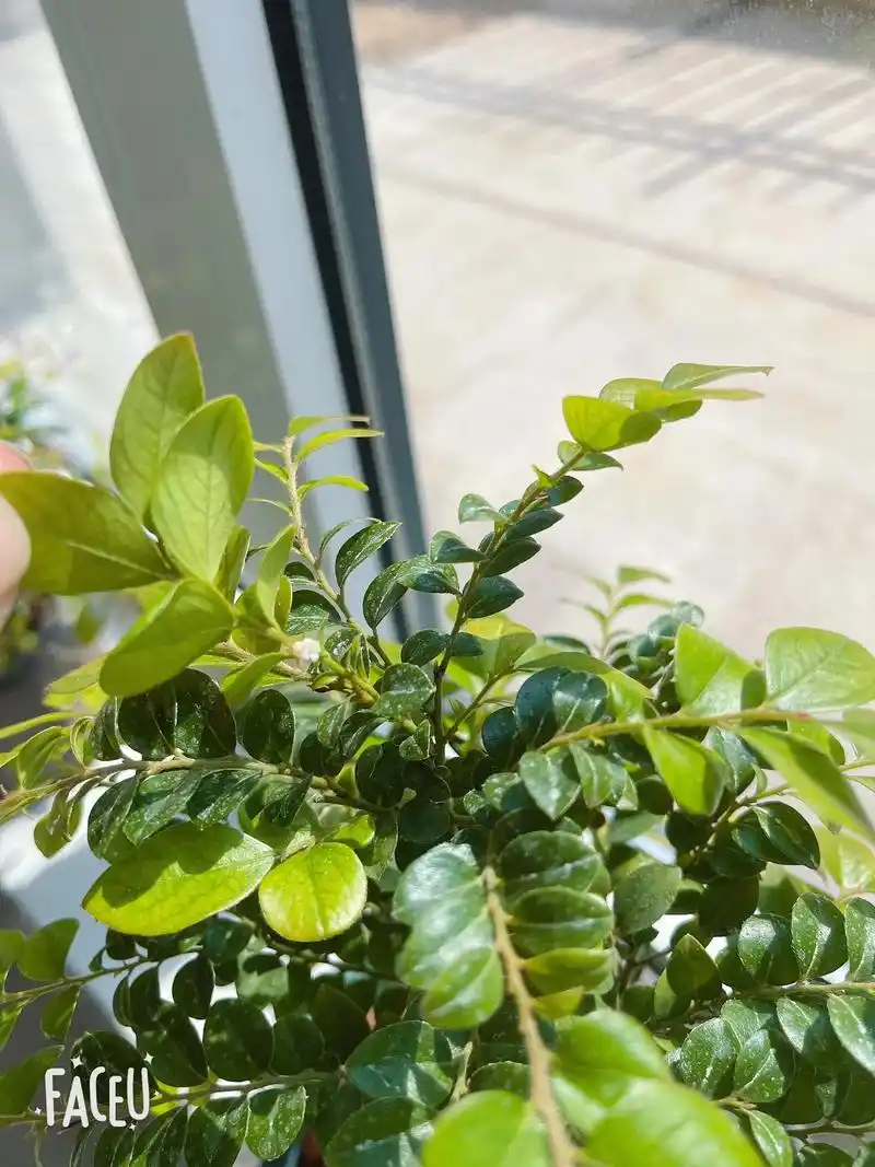 有多少人看见过小叶紫檀开花时侯的样子#一花一木一世界一叶一树 - 抖