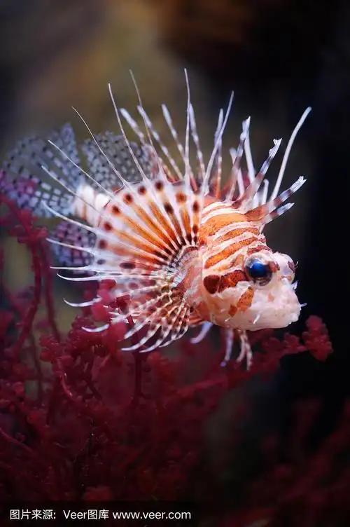 莫斯科动物园水族馆里的狮子鱼
