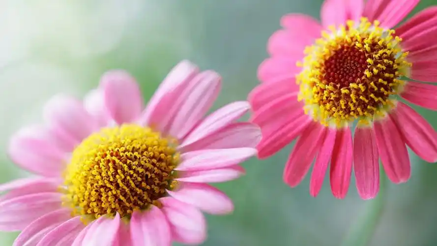 清新淡雅的花卉图片