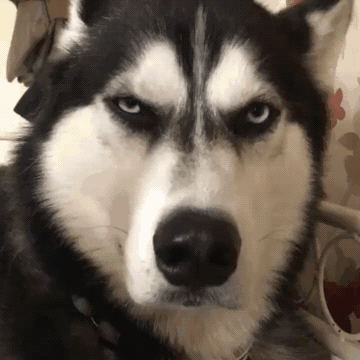 因猥琐与严肃表情走红网络的哈士奇,如今娶妻生子了!