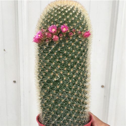 仙人掌开花大球白美人柱形仙人球室内美观防辐射易养超大绿植盆栽