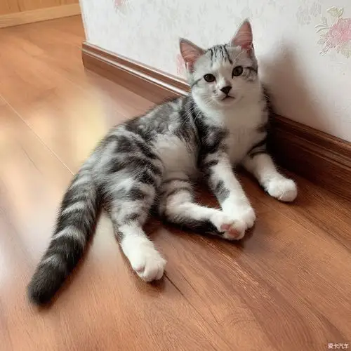 美短虎斑加白和标斑妹妹找富养家庭待领养