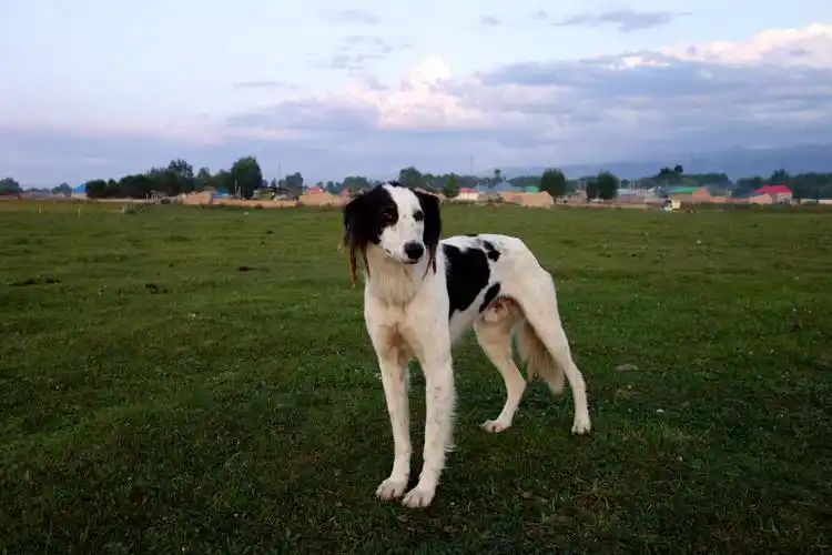 一招一式,本村大学生传授正宗的哈萨克"黑走马"
