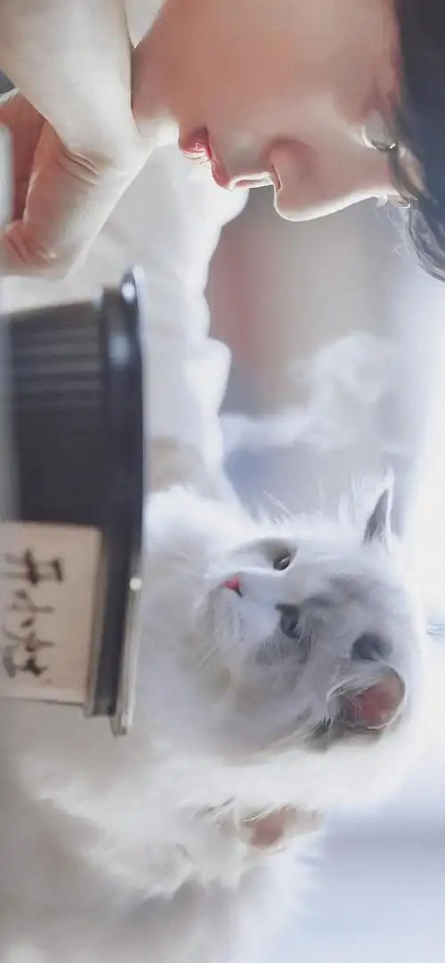 肖战三格拼接高清手机壁纸