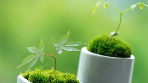 首页 桌面壁纸 植物壁纸 唯美绿色新芽嫩叶摄影高清宽屏壁纸