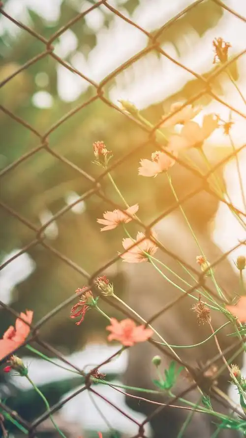 清新唯美春日风景图片高清手机壁纸