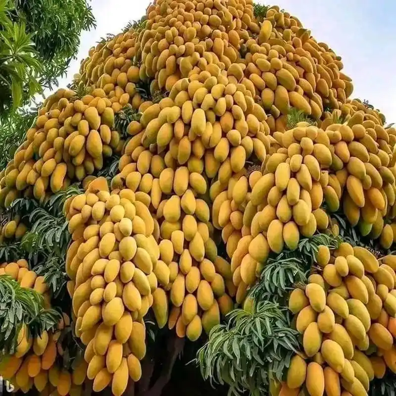 看着喜人.芒果树真能结这么多果子,如果这样芒果应该很便宜吧?