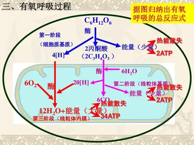 三,有氧呼吸过程 c6h12o6 第一阶段 据图归纳出有氧 呼吸的总反应式