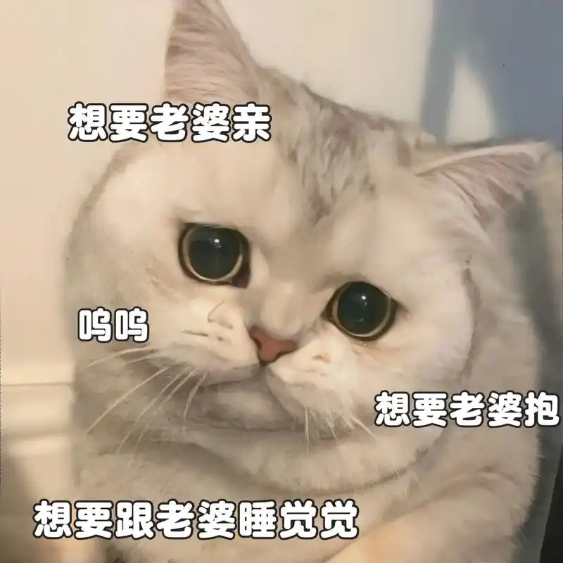 委屈,太委屈了😭#猫咪表情包 #发给对象表情包 #表情包 - 抖音