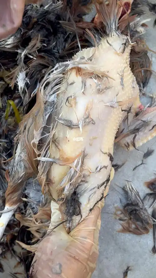 好靓的鸡纯手工拔毛吃杂粮想吃可下单