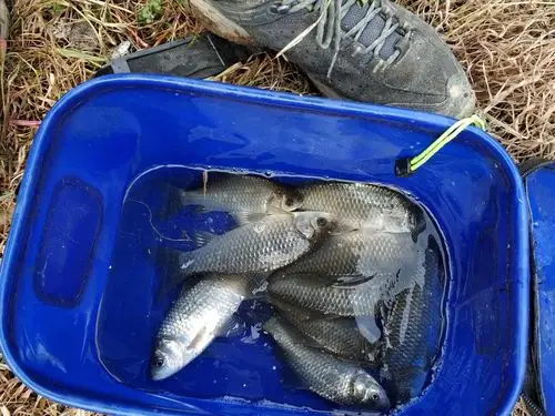 乡村小河草滩野钓,收获10多条野生鲫鱼,疯狂上钩的节奏