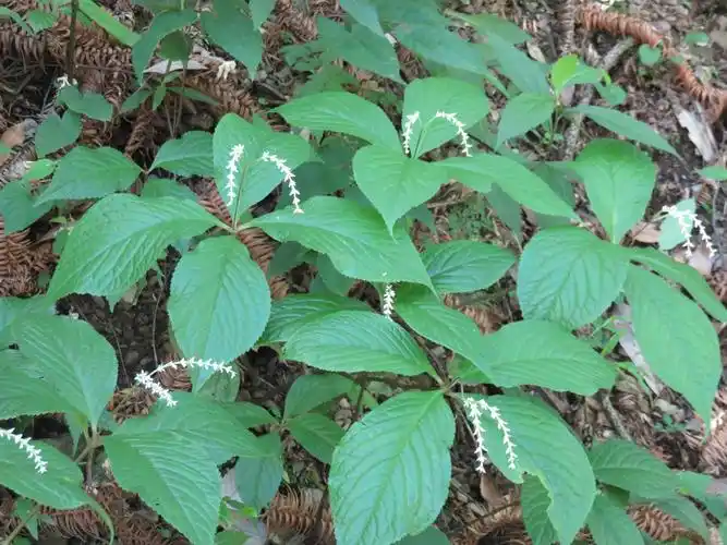 后河 宽叶金粟兰01