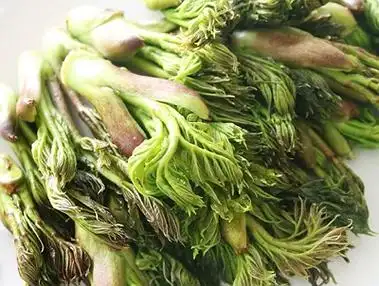 山菜的功效与作用山菜的食用禁忌