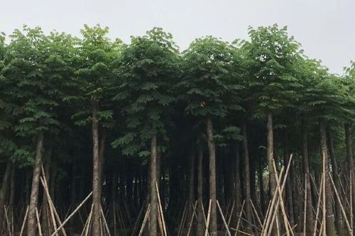 0/棵 供应: 栾树(黄山栾树,台湾栾树,国庆花,复羽叶栾树)