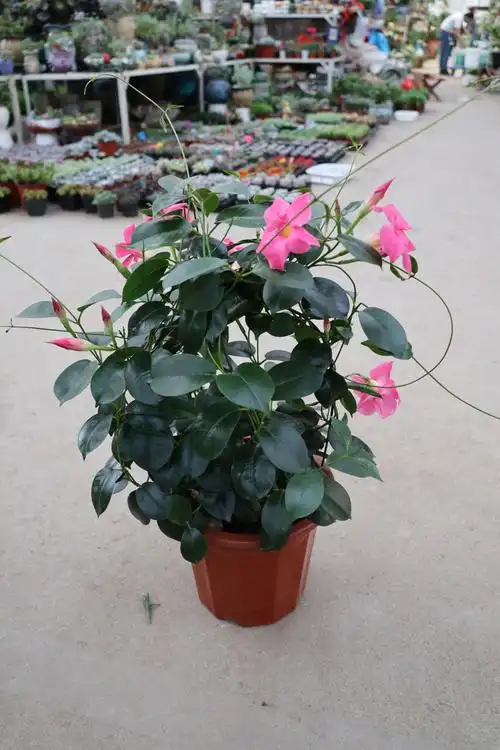 飘香藤好养吗怎样花多