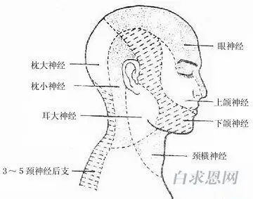 展开全部 后脑勺部位
