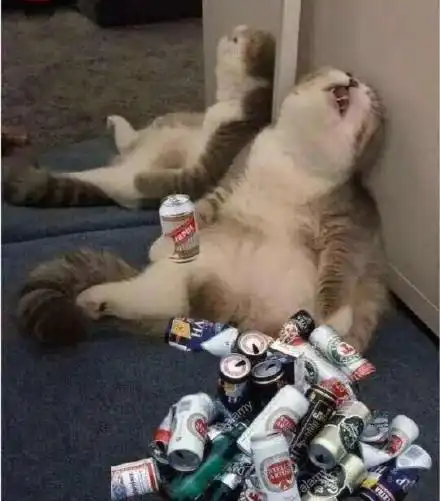 猫咪喝酒表情包(忧愁)_猫咪_忧愁_喝酒表情