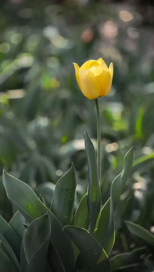 清新秀雅,象征富贵,美好的郁金香