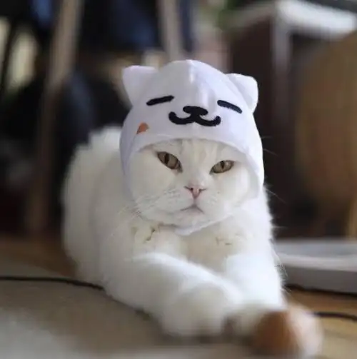 戴帽子的猫火遍网络还有一只川普附体神相似