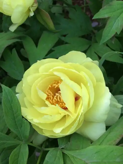 《名花姚黄牡丹》