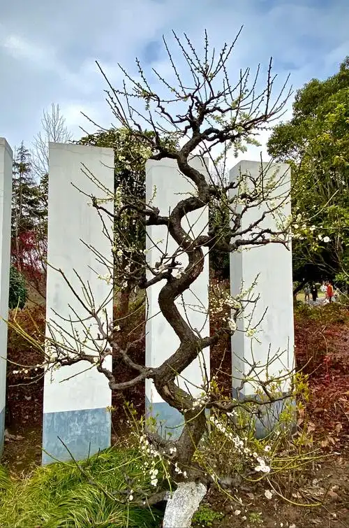 龙游梅,枝干自然扭曲,树冠散曲自然,宛若游龙.