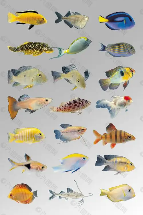 一组各种写实海鱼素材
