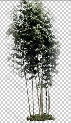 单丛竹子psd分层素材