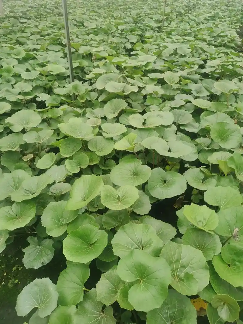 大吴风草#金牌苗木人 #诚信苗木人 #大量#花镜植物 #苗木 - 抖音