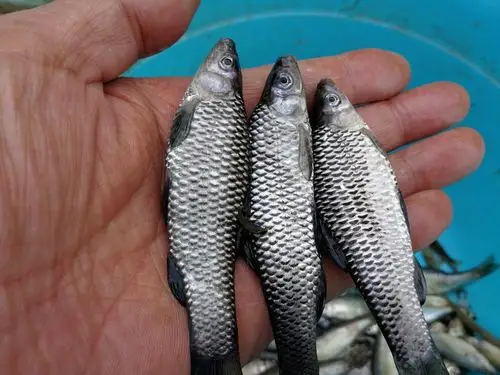 农村大集上的漂亮小鱼,鱼鳞黑色有光泽,以前农村小河里有很多