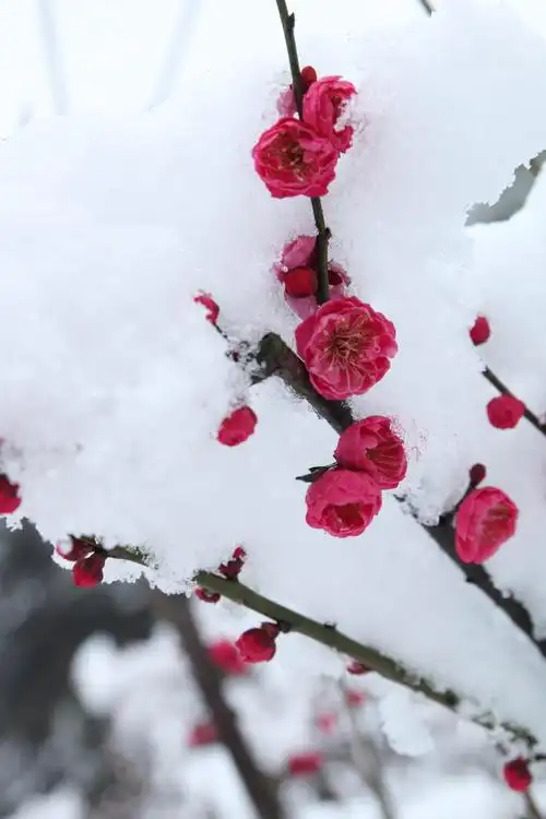 东湖梅园之寒梅傲雪