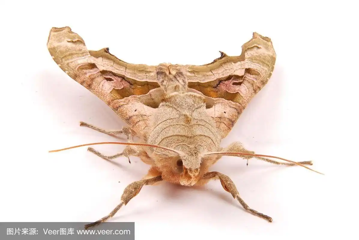 夜晚,褐色,蝴蝶,蛾,动物腹部