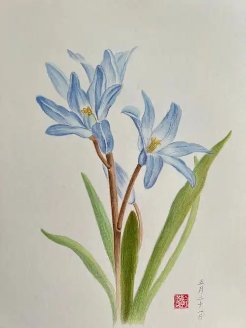 彩铅花卉雪光花附步骤图