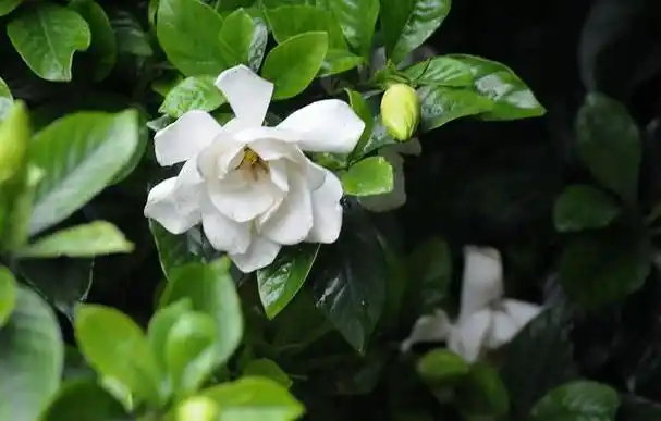 栀子花你真的了解过吗?