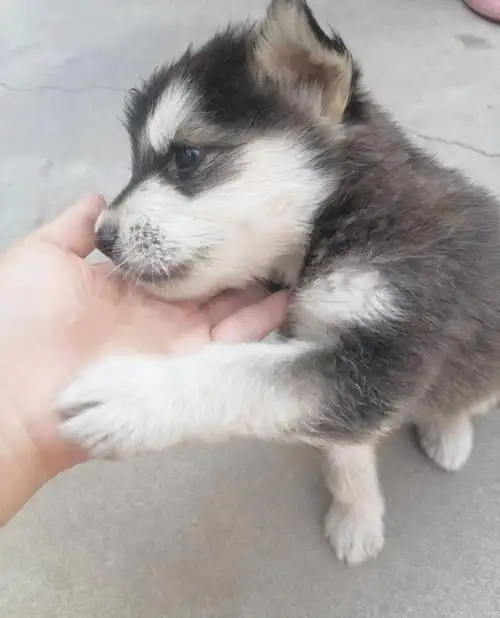 出售幼仔阿拉斯加