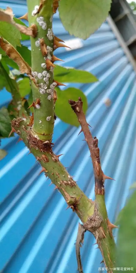 26种月季病虫害图片,最全面的病情图,对号入座及时发现月季问题