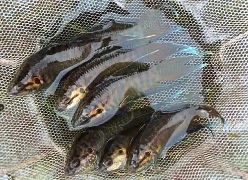 野沟里的野生小杂鱼原来是著名观赏鱼,你知道吗?