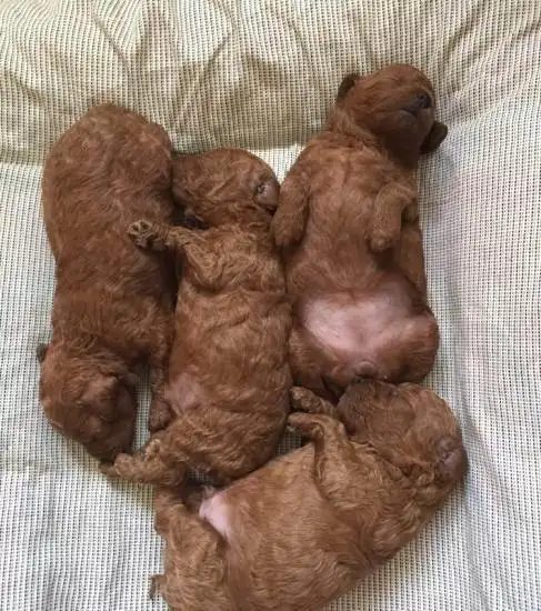 刚满月的小泰迪啥样?