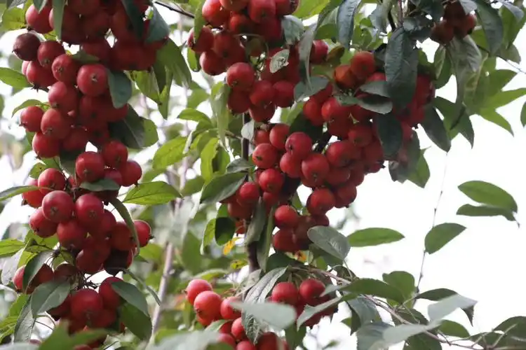 冬红海棠-秋冬季节里靓丽的观果树种