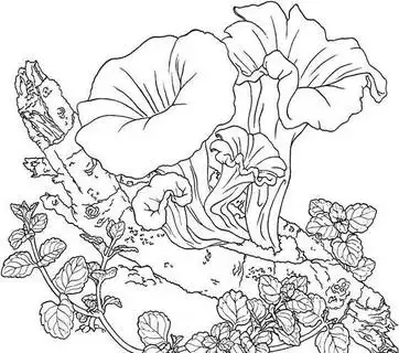 国画牵牛花图片