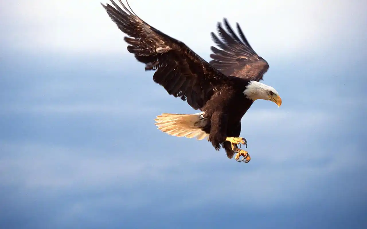 翱翔天空的雄鹰图片桌面壁纸高清大图预览1920x1200_动物壁纸下载_美