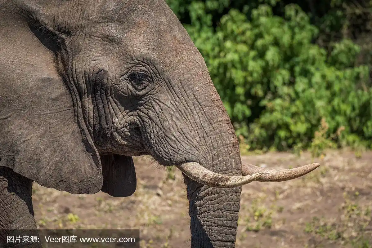 在阳光下大象的侧面特写