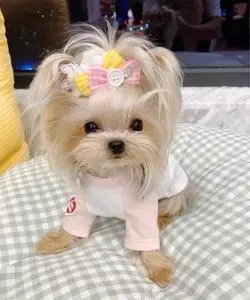 【长不大狗狗约克夏】长不大狗狗约克夏品牌,价格 - 阿里巴巴