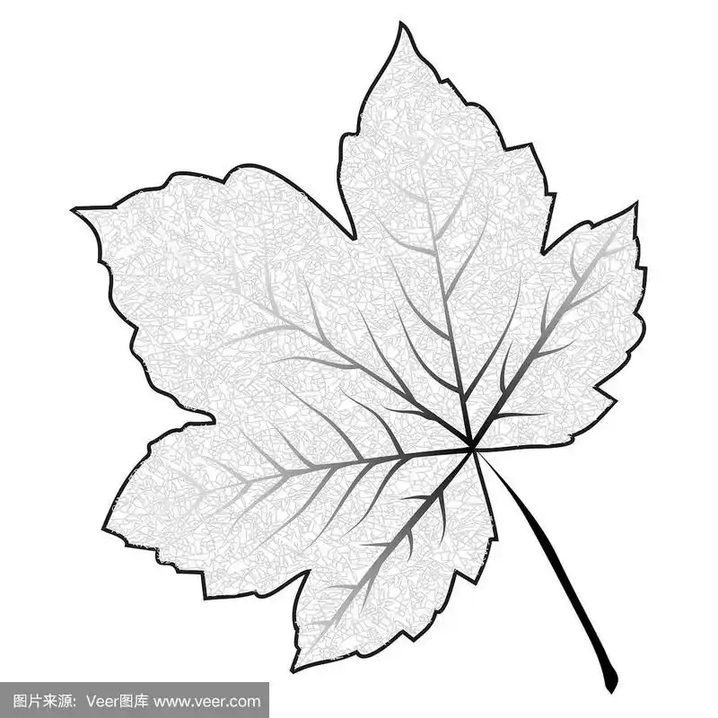 轮廓枫叶孤立在白色的图像