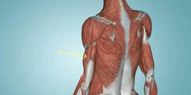长头的体积在三头肌当中是最大的,但是其中的快肌纤维并不如外侧头的