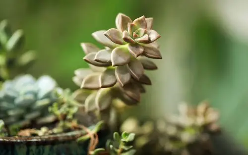 绿色护眼多肉植物高清桌面壁纸
